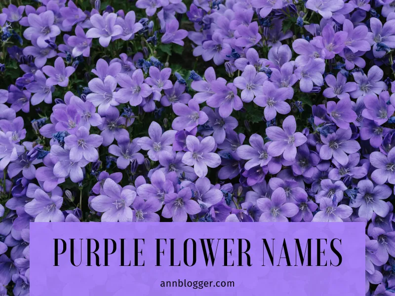 Purple Flower Names
