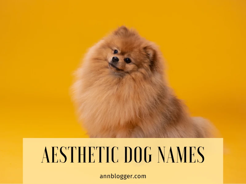 aesthetic dog names