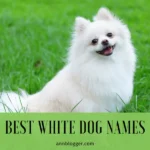 Best White Dog Names