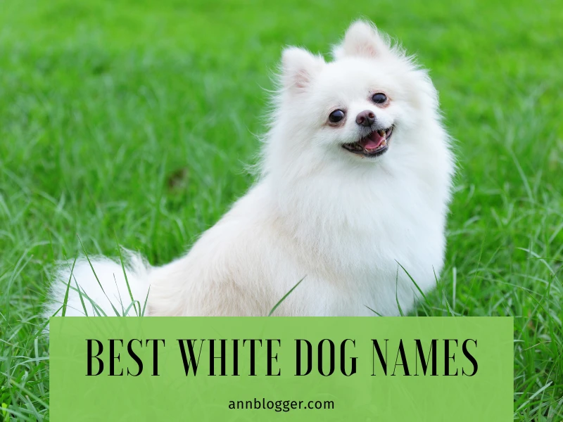 Best White Dog Names