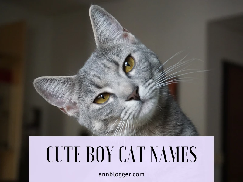 Cute Boy Cat Names