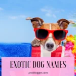 Exotic Dog Names