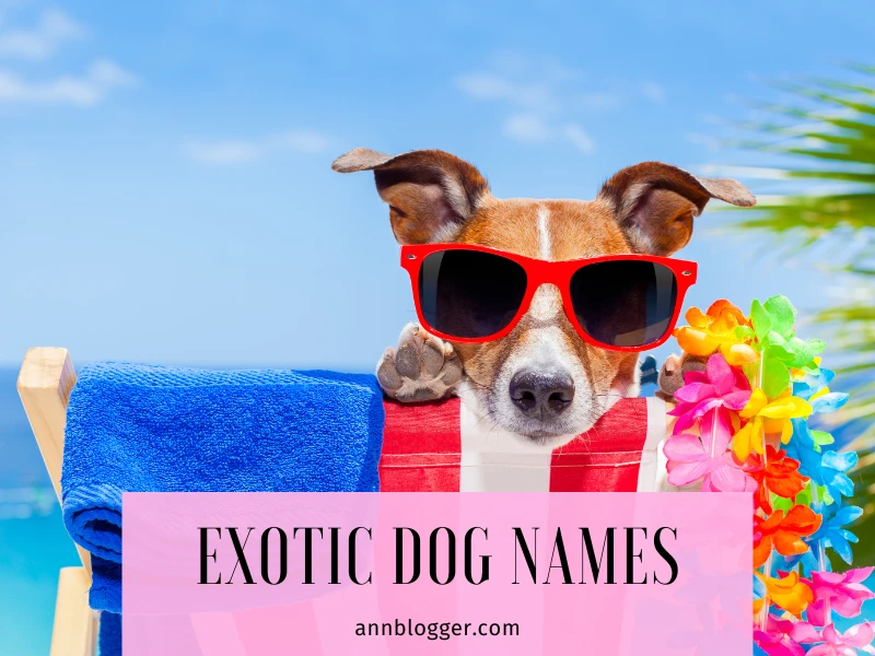 Exotic Dog Names