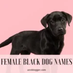 Female Black Dog Names