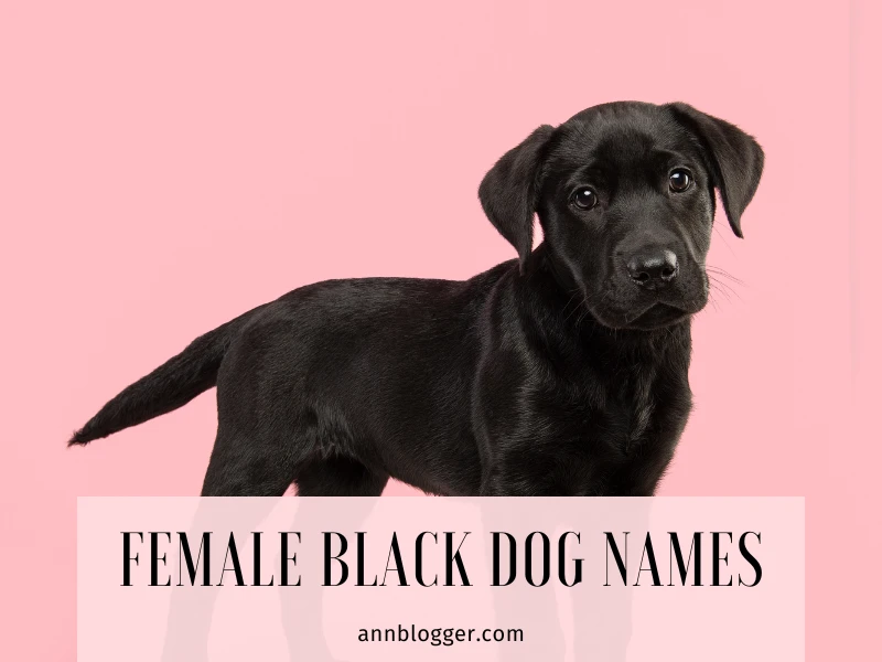 Female Black Dog Names