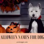 Halloween Names for Dogs