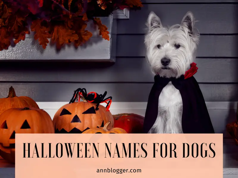 Halloween Names for Dogs