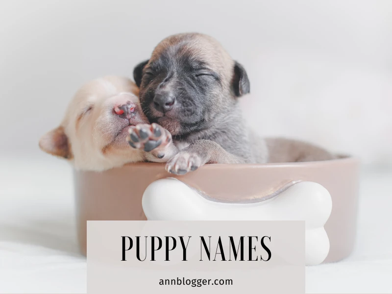 Puppy Names