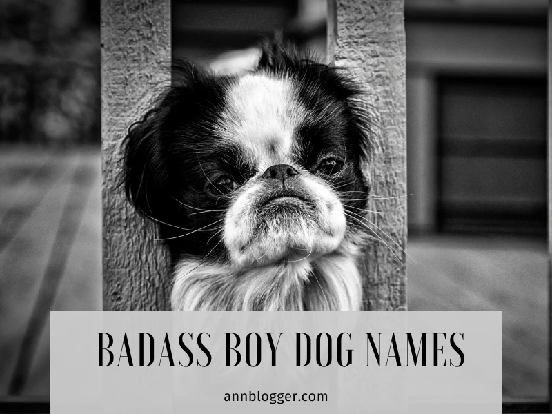 badass boy dog names