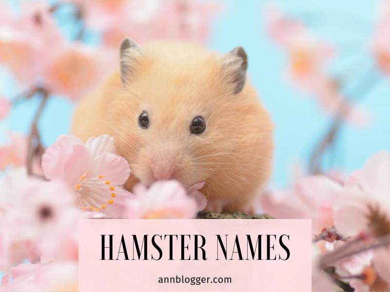 hamster names