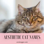 Aesthetic Cat Names