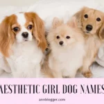 Aesthetic Girl Dog Names