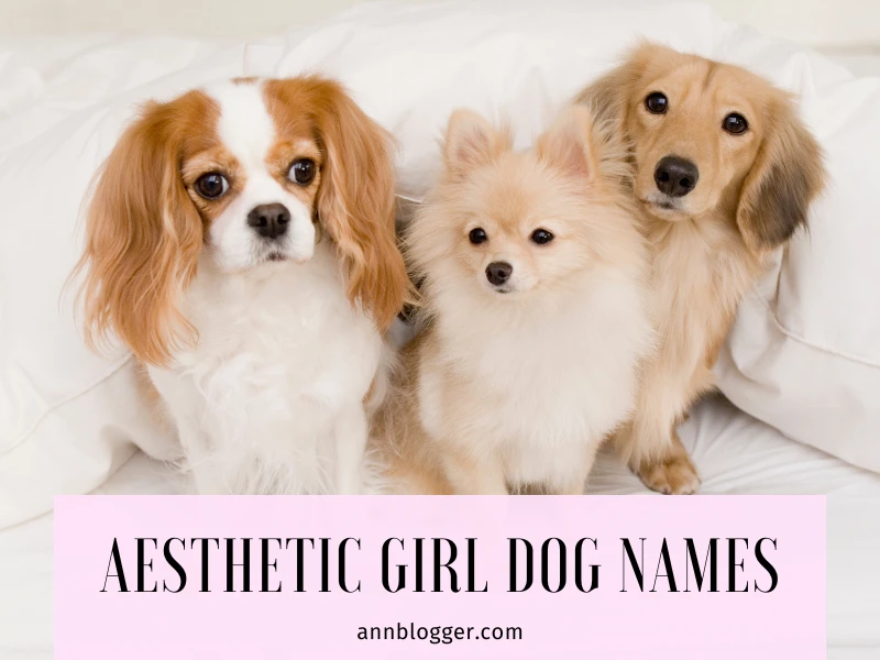 Aesthetic Girl Dog Names