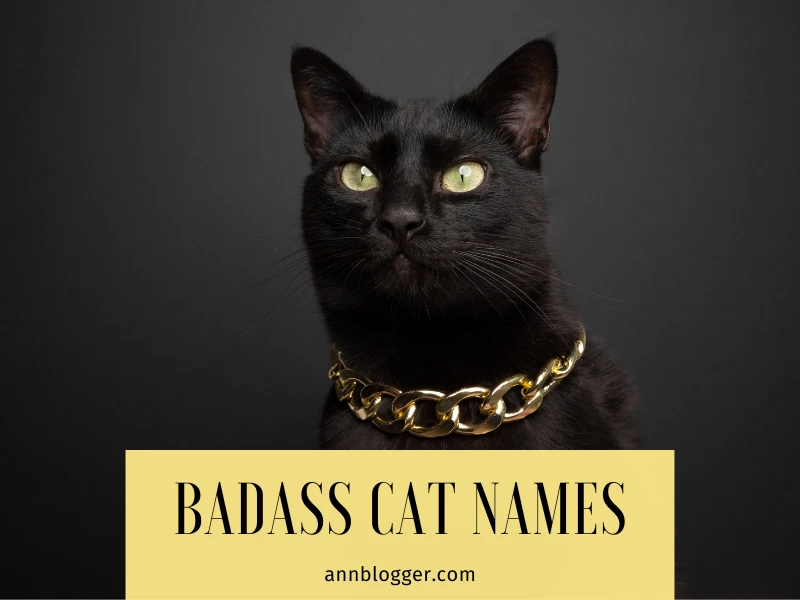 Badass Cat Names