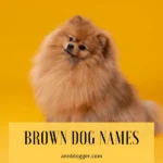 Brown Dog Names