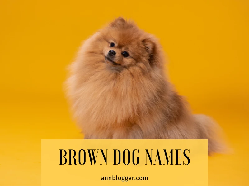 Brown Dog Names