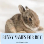 Bunny Names for Boy