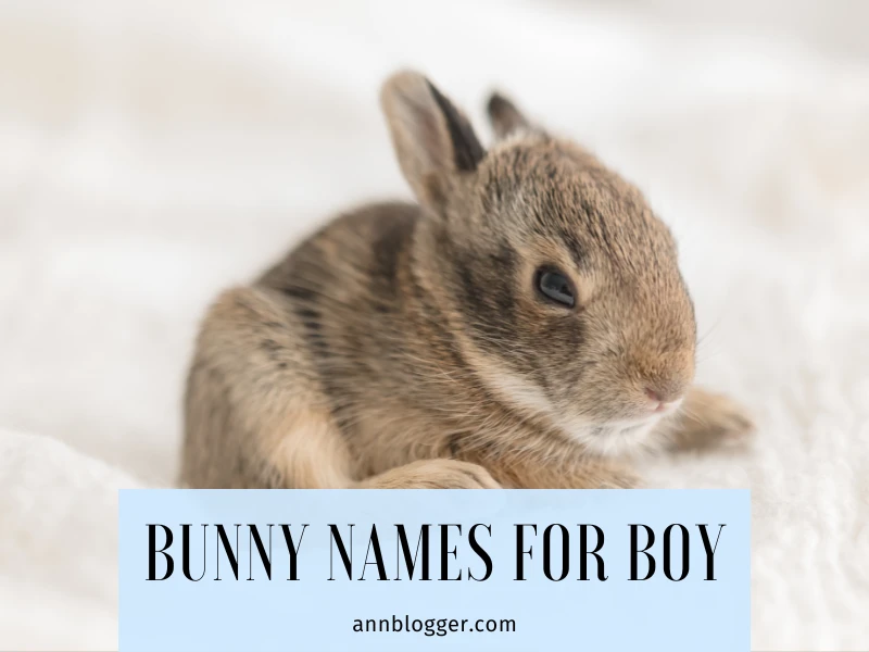 Bunny Names for Boy