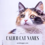 Calico Cat Names