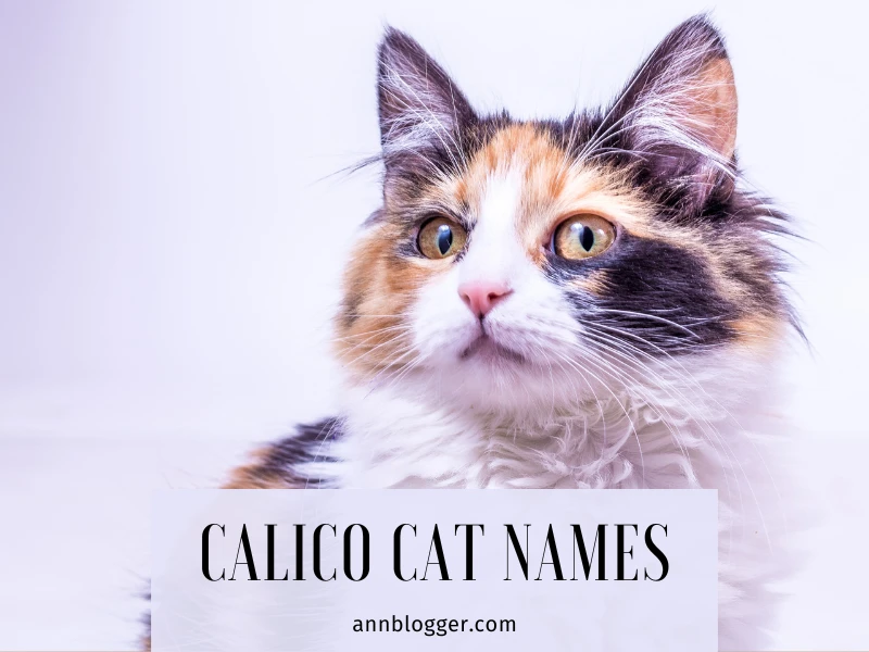 Calico Cat Names