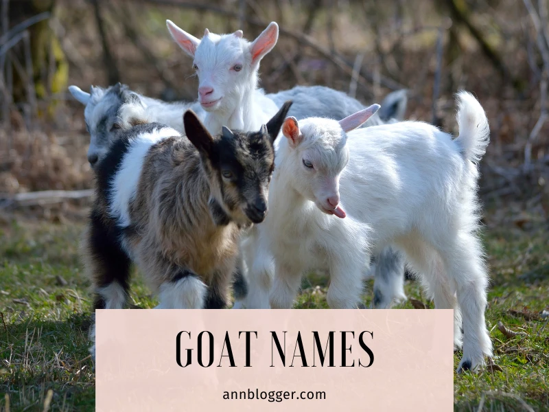 Goat Names