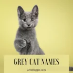 Grey Cat Names