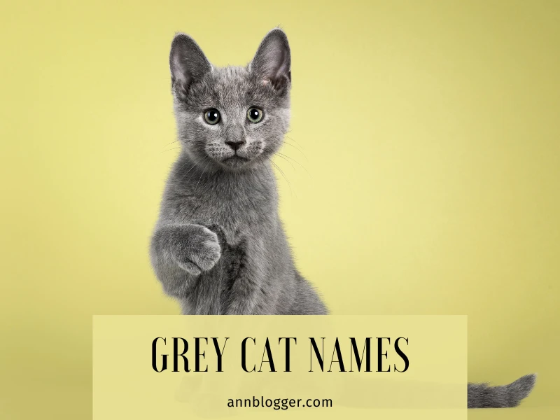 Grey Cat Names