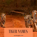 Tiger Names