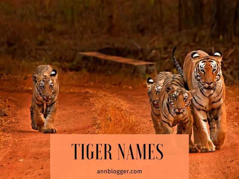 Tiger Names