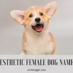 Aesthetic Female Dog Names