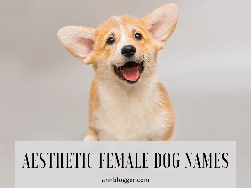 Aesthetic Female Dog Names