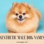 Aesthetic Male Dog Names