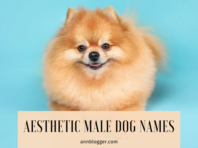 Aesthetic Male Dog Names