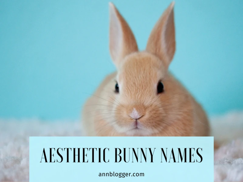 Aesthetic bunny names