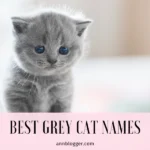 Best Grey Cat Names