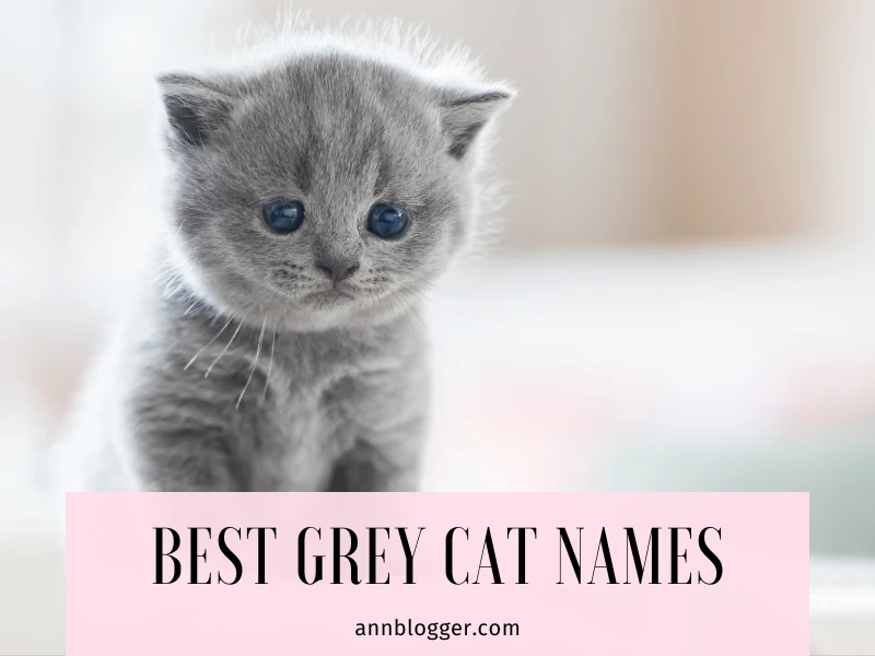 Best Grey Cat Names