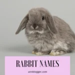 Rabbit Names