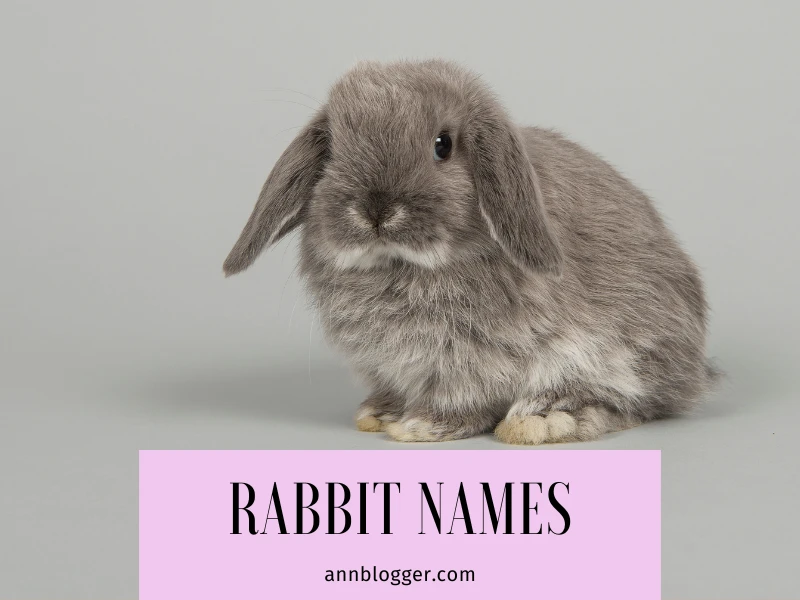 Rabbit Names