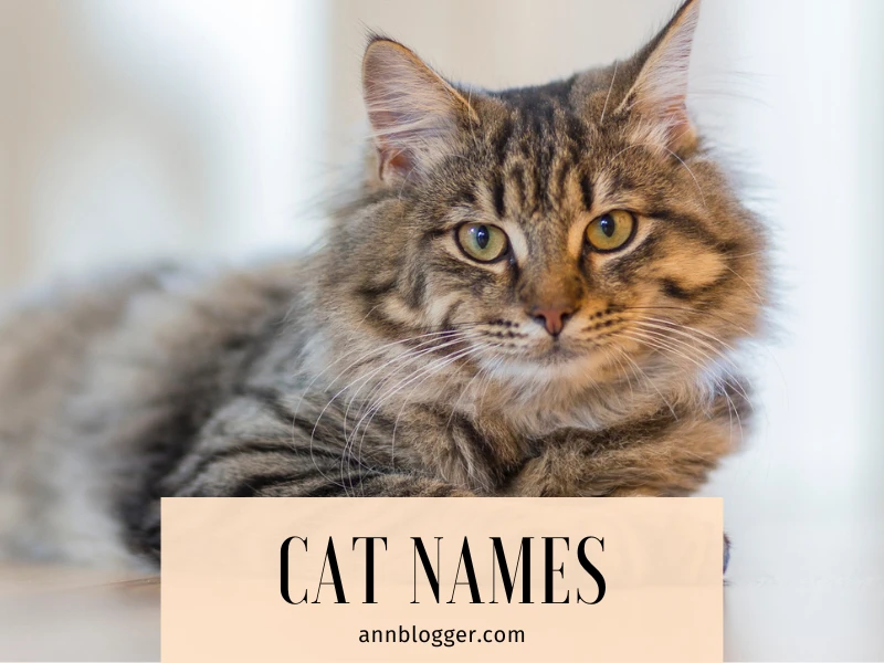 cat names