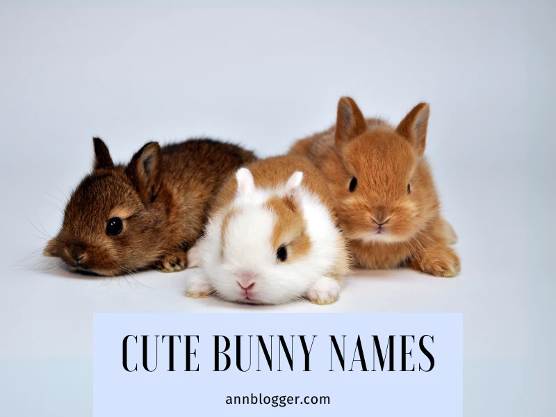 Cute Bunny Names