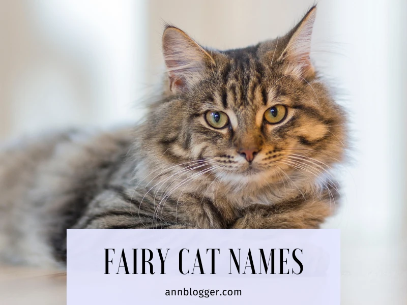 Fairy Cat Names