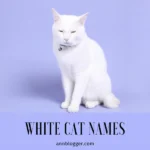 White Cat Names