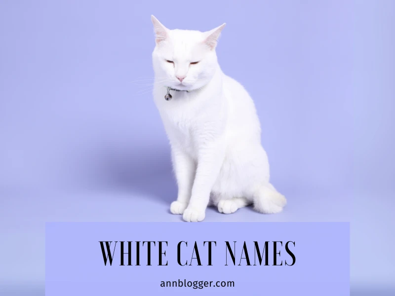 White Cat Names