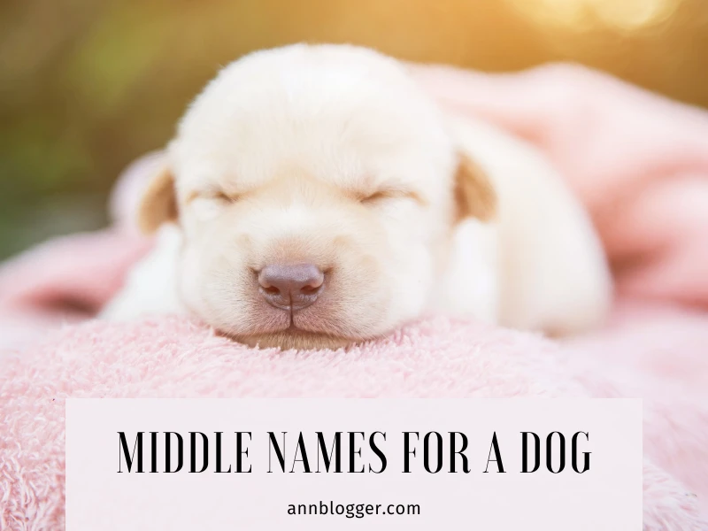 middle names for a dog