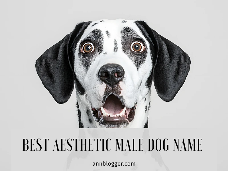 Best Aesthetic Male Dog Name