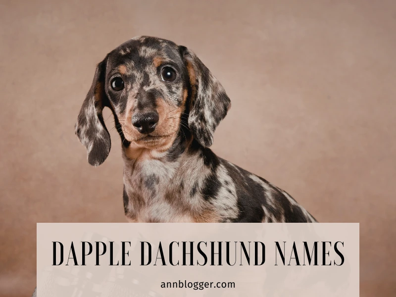 Dapple Dachshund Names