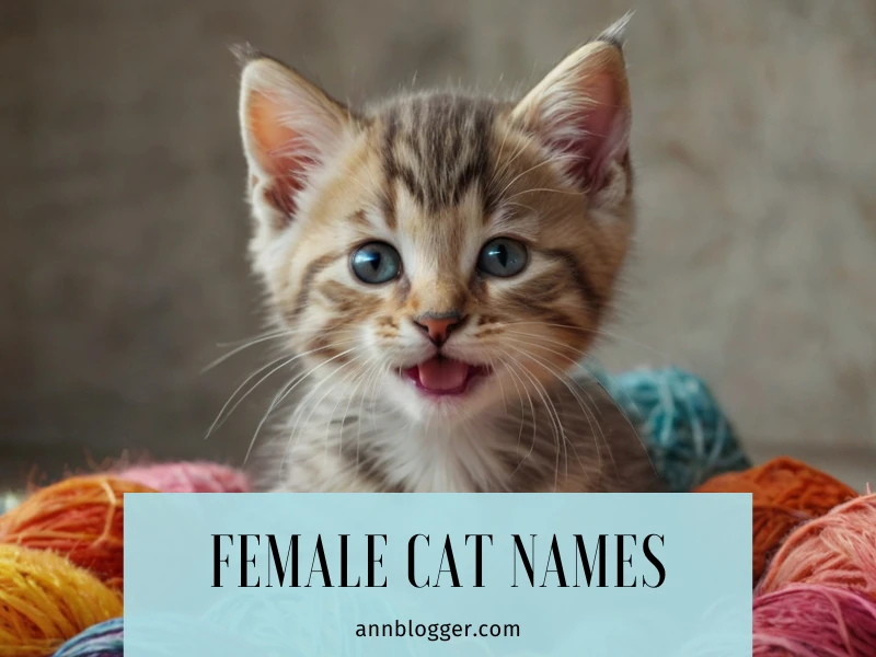 Female Cat Names