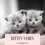 Kitten Names
