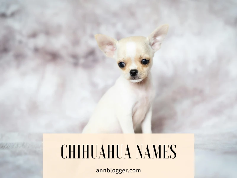 Teacup Chihuahua puppies names