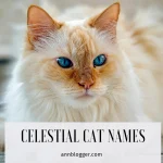 Celestial Cat Names: